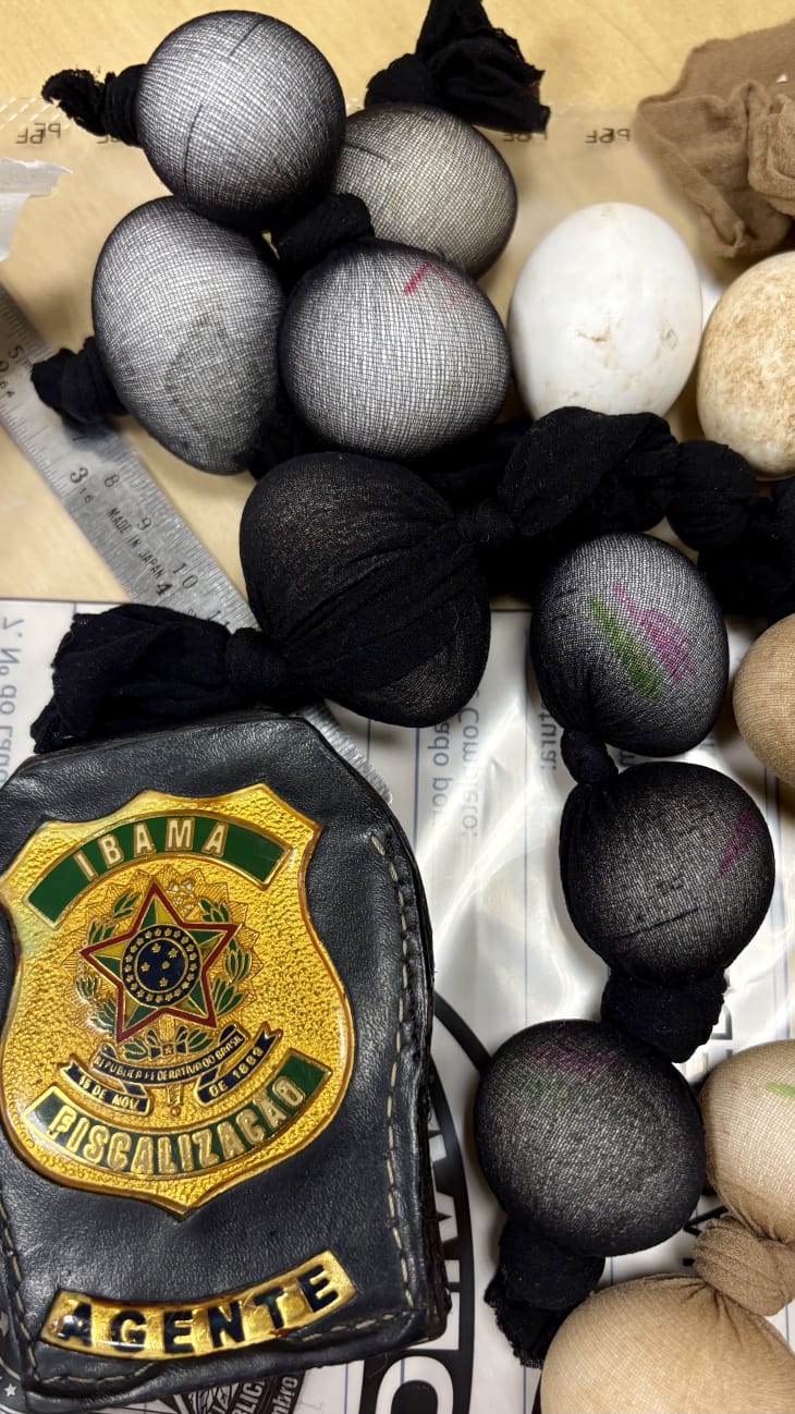 Ovos resgatados em bagagem de passageira