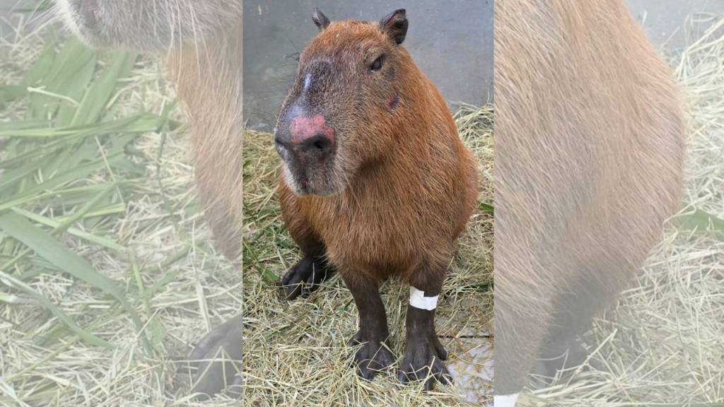 Capivara agredida na Zona Norte apresenta melhora; criminosos foram presos