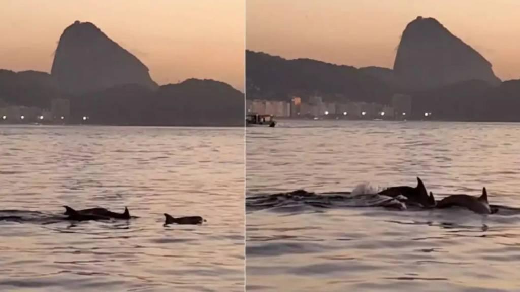 Golfinhos encantam banhistas e indicam boa chance para selo internacional