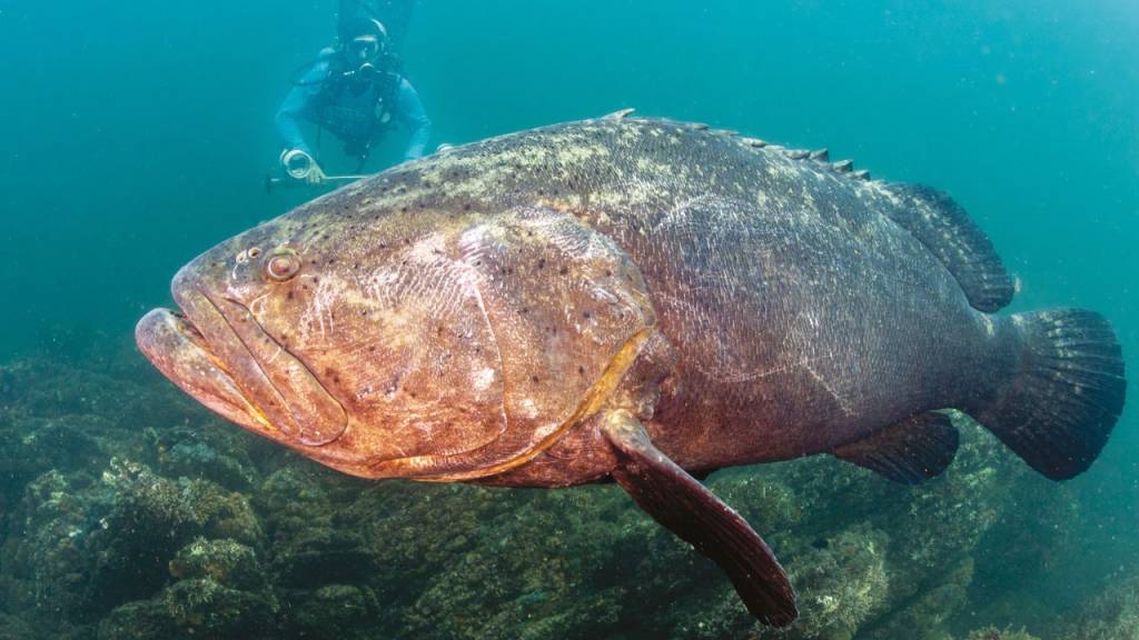 Peixe grande: exposição destaca a resistência dos meros na Baía de Guanabara