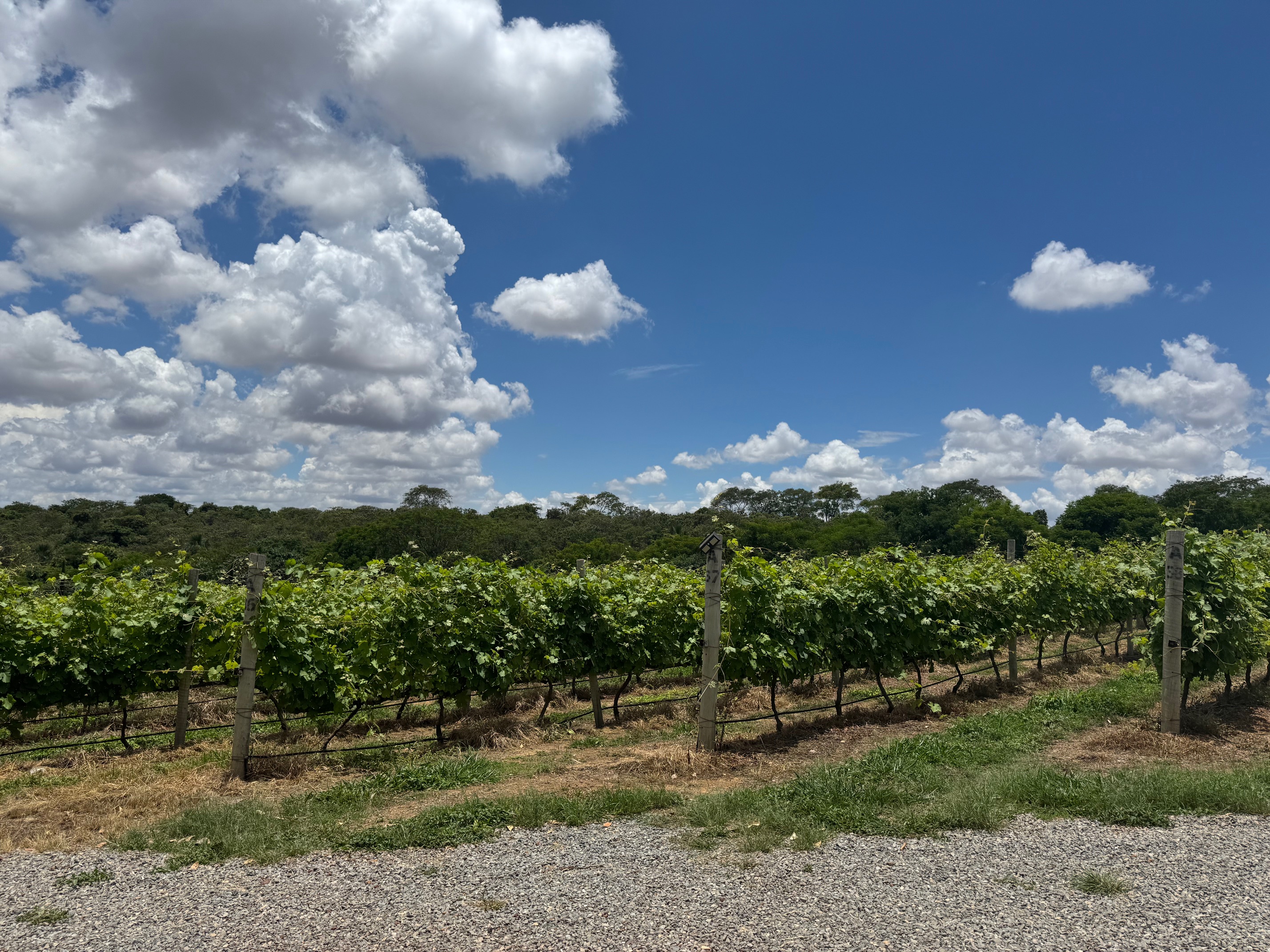 Vinhedos no Cerrado