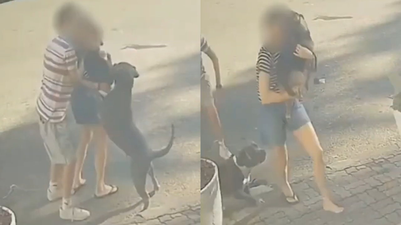 Irresposabilidade: câmera de segurança flagra pitbull sem guia atacando cachorrinha e tutora na Tijuca.