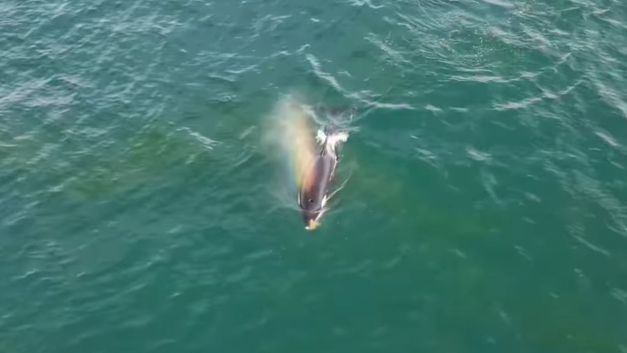 Foi dada a largada: orcas foram avistadas na costa de Saquarema em busca de alimentos.
