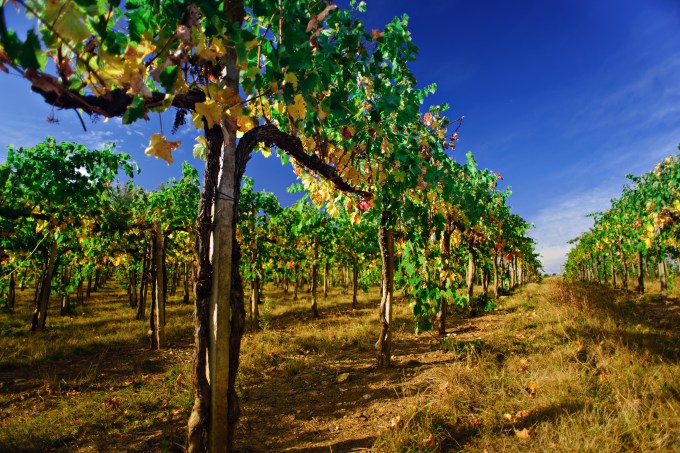 Vinhedos