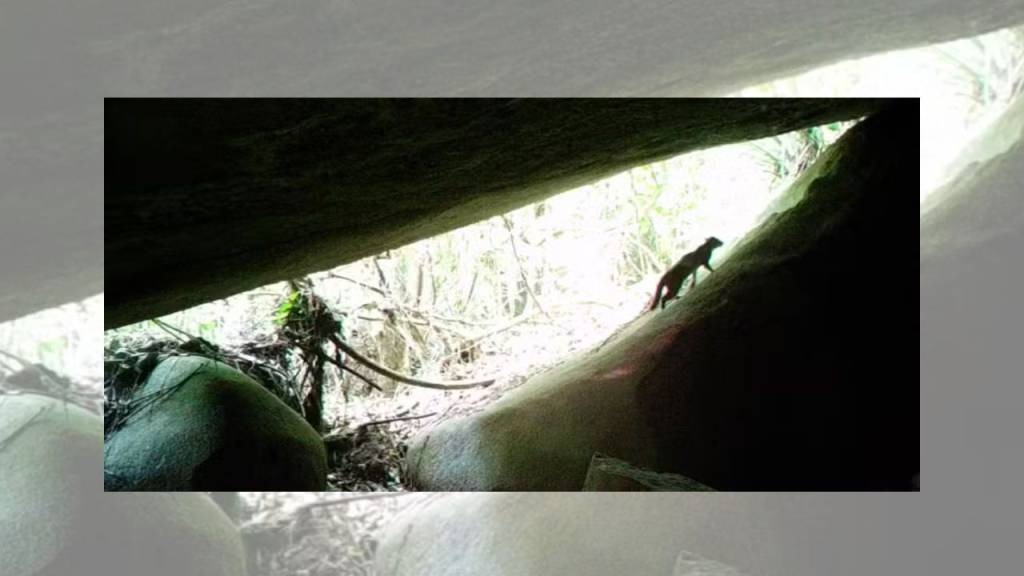 Menor felino do Brasil é visto novamente no Parque da Pedra Branca