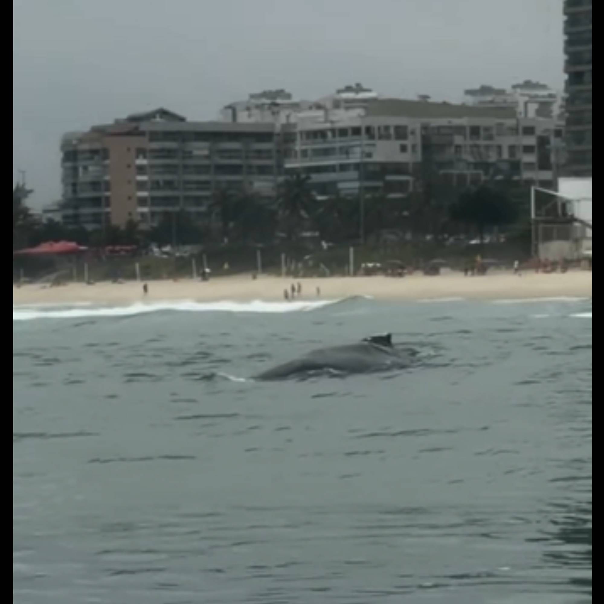 Elas estão chegando: baleia-jubarte é vista na praia da Barra