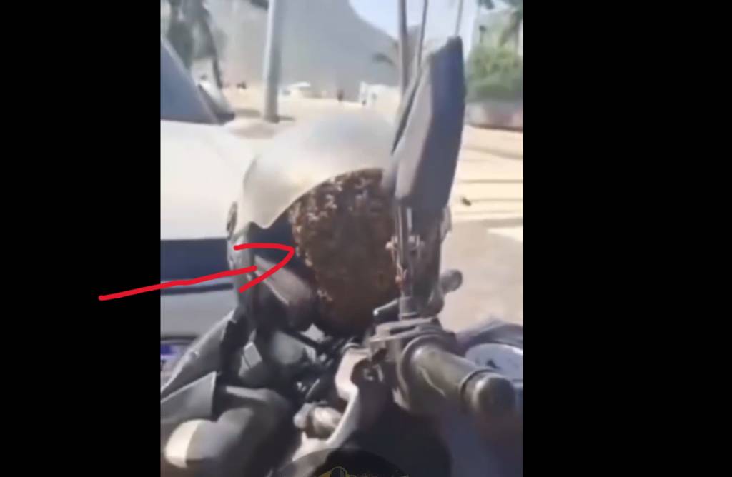 Anti-furto natural: abelhas tomam capacete no Leme e vídeo viraliza 
