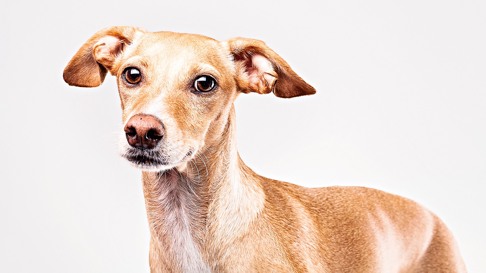Cachorro de porte m&eacute;dio, pelagem caramelo e branca, com orelhas ca&iacute;das e olhos grandes e expressivos, olhando para frente em fundo branco