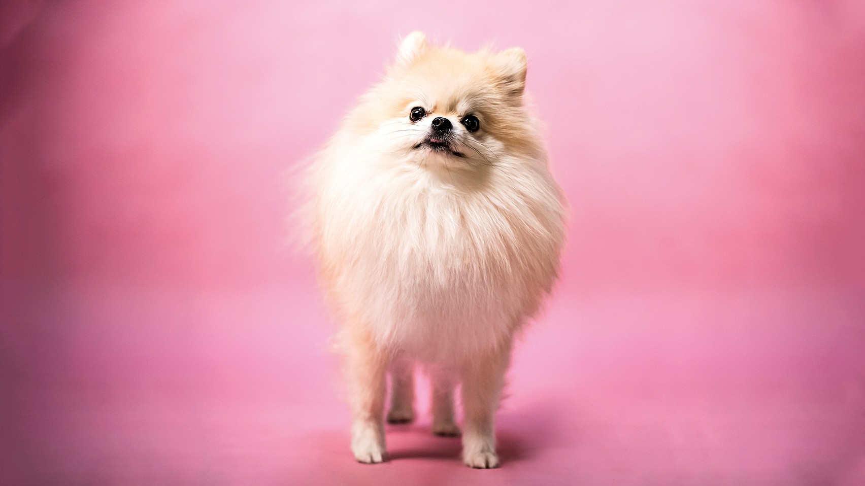 Cachorro da ra&ccedil;a Lulu da Pomer&acirc;nia, de pelagem creme e branca, em p&eacute;, olhando para cima, em um fundo rosa vibrante