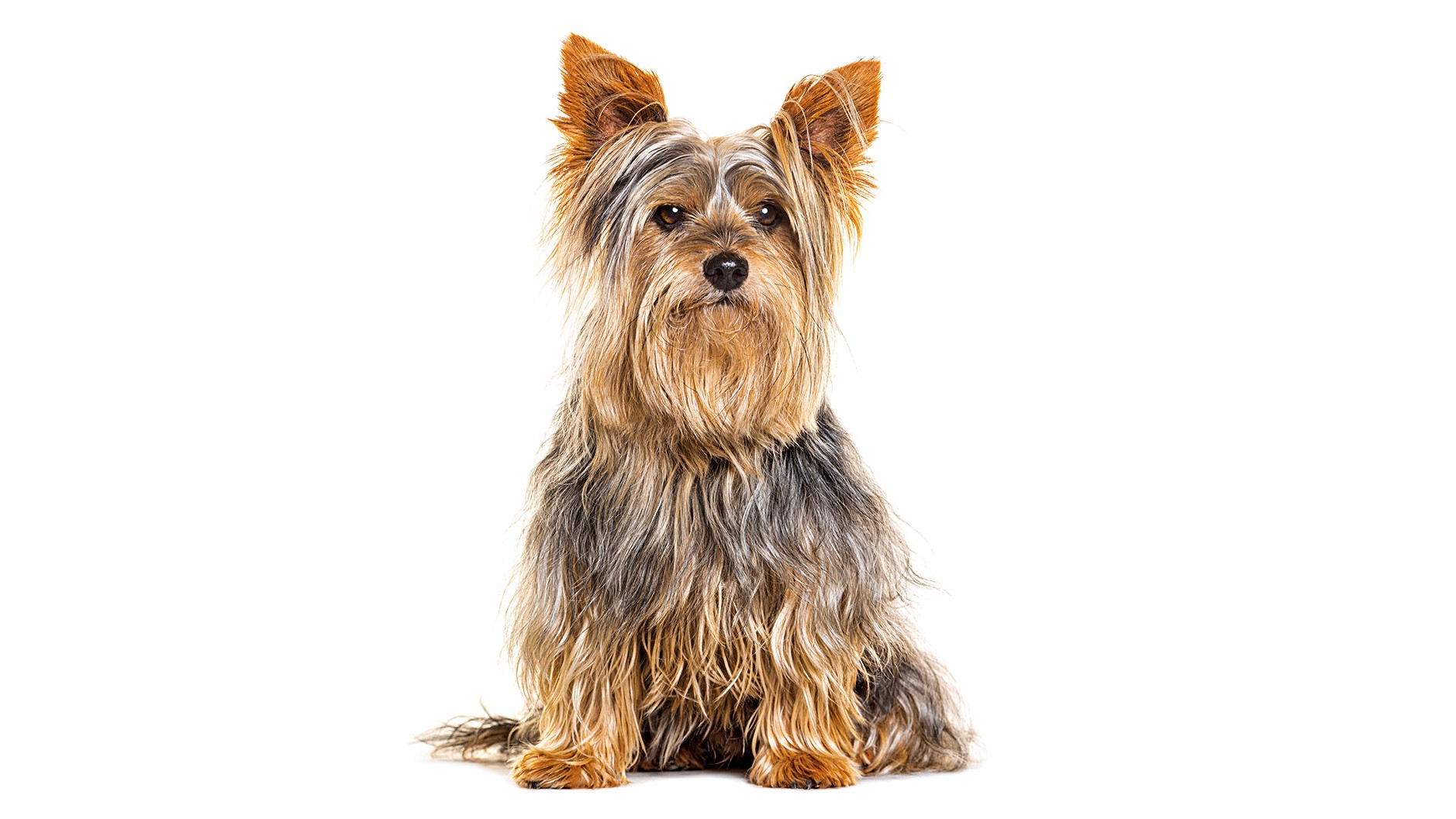 Cachorro yorkshire terrier sentado, com pelos longos e lisos em tons de marrom, cinza e dourado, orelhas pontudas e eretas, olhando para frente em um fundo branco