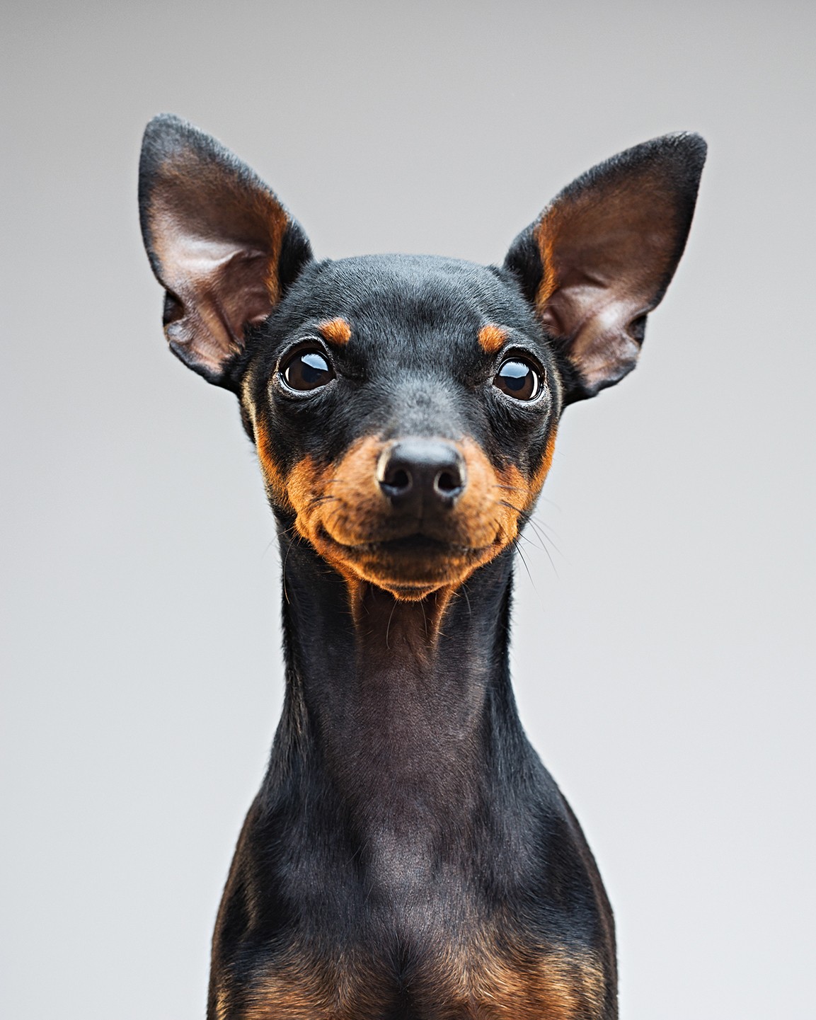 Cachorro pinscher preto e marrom, com orelhas grandes e pontudas, olhando diretamente para frente com olhos curiosos, em um fundo cinza claro