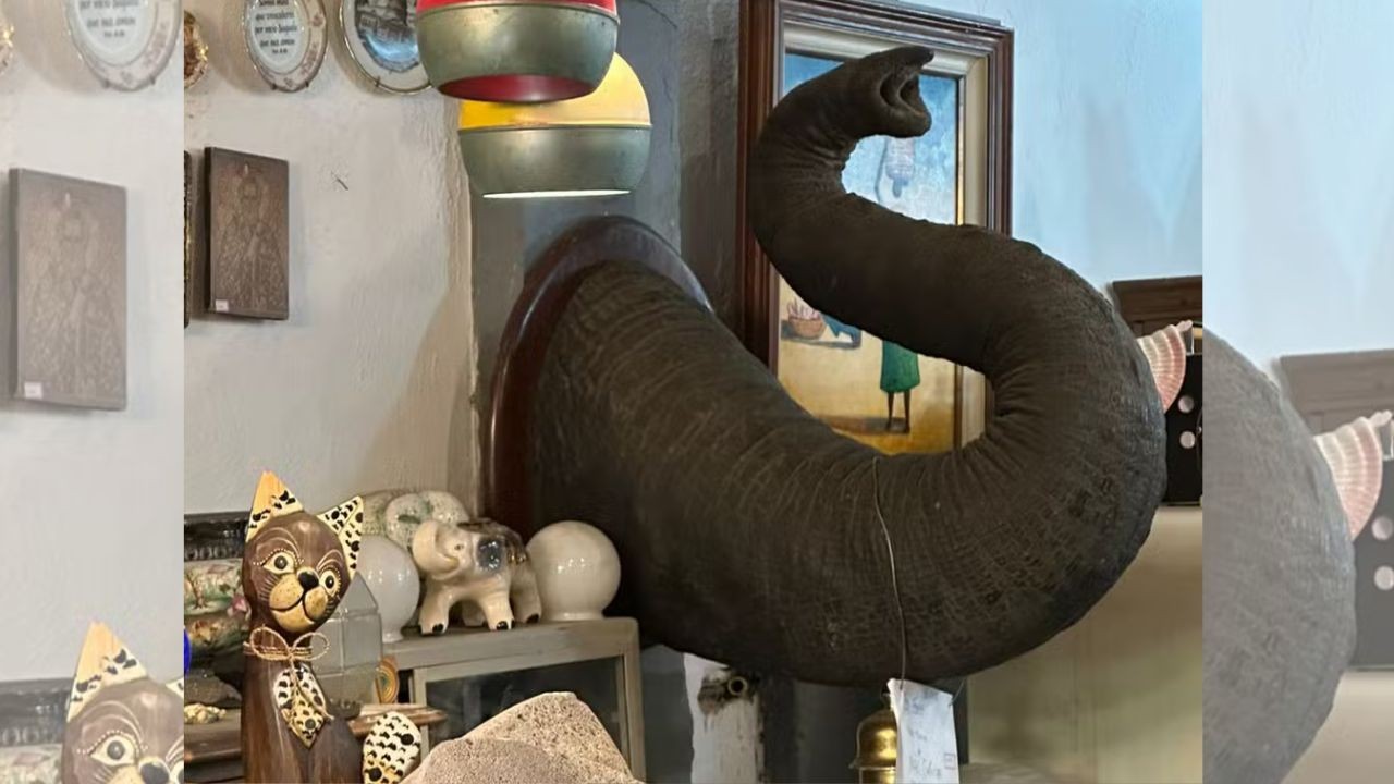 Como a Polícia Federal descobriu tromba de elefante em antiquário do Rio