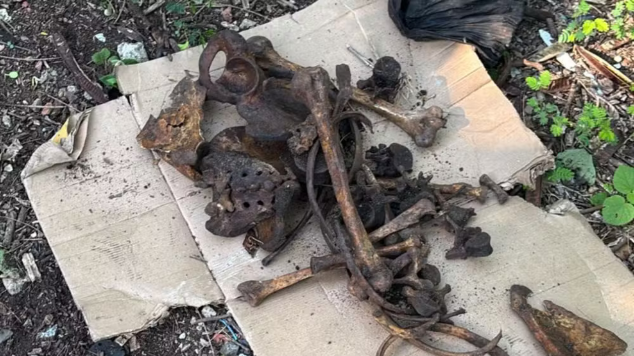 Ossos escuros e fragmentados de um animal, possivelmente um cão, espalhados sobre um pedaço de papelão sujo no chão, com terra e vegetação ao redor