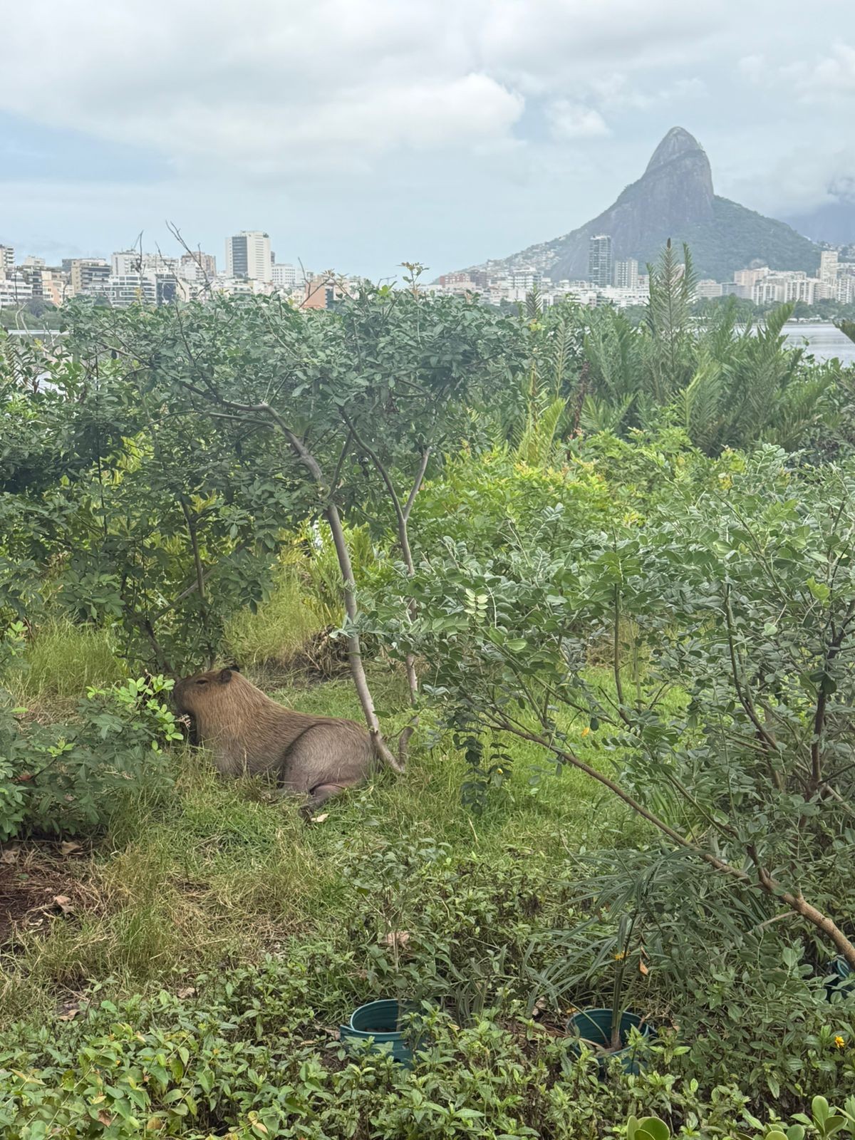 Dia do Meio Ambiente: “Até o planeta tem limite de paciência”, diz biólogo