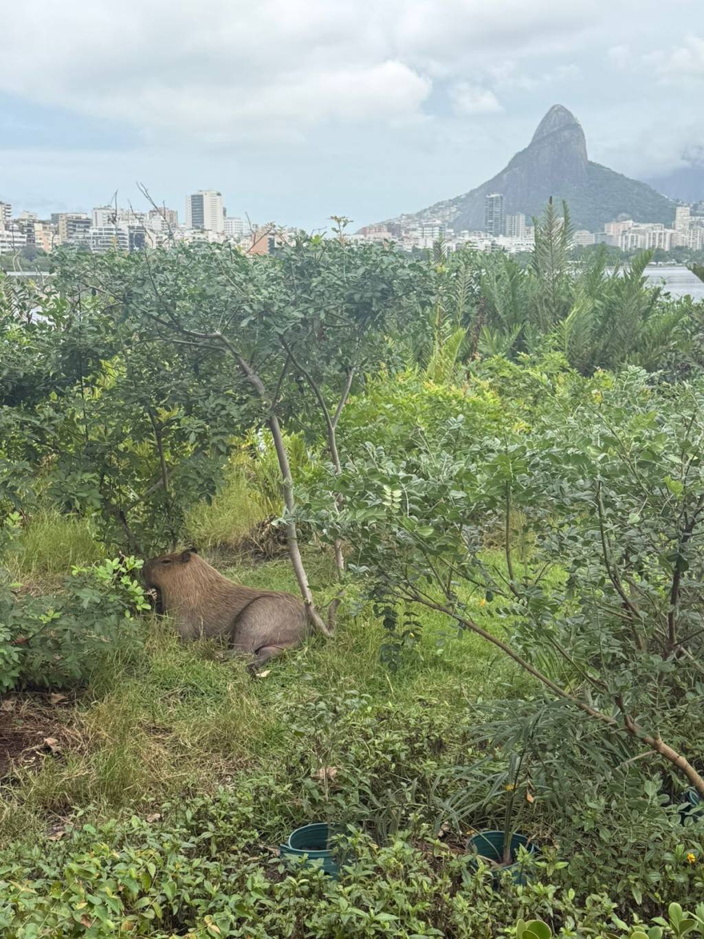 Dia do Meio Ambiente: “Até o planeta tem limite de paciência”, diz biólogo