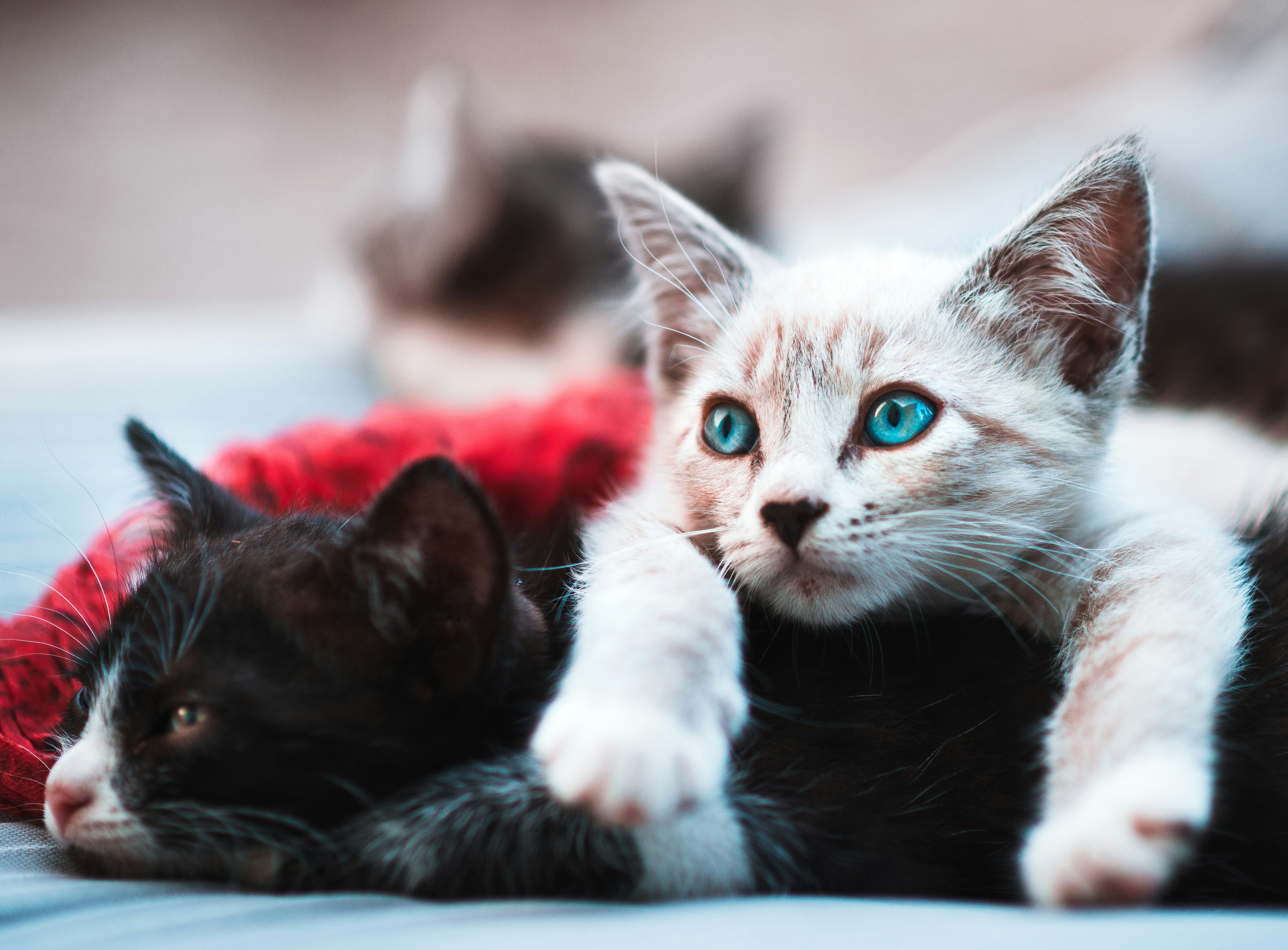 Um gatinho siam&ecirc;s de olhos azuis brilhantes deita sobre um gatinho preto, que repousa a cabe&ccedil;a em um tecido vermelho. Outro gatinho desfocado aparece ao fundo