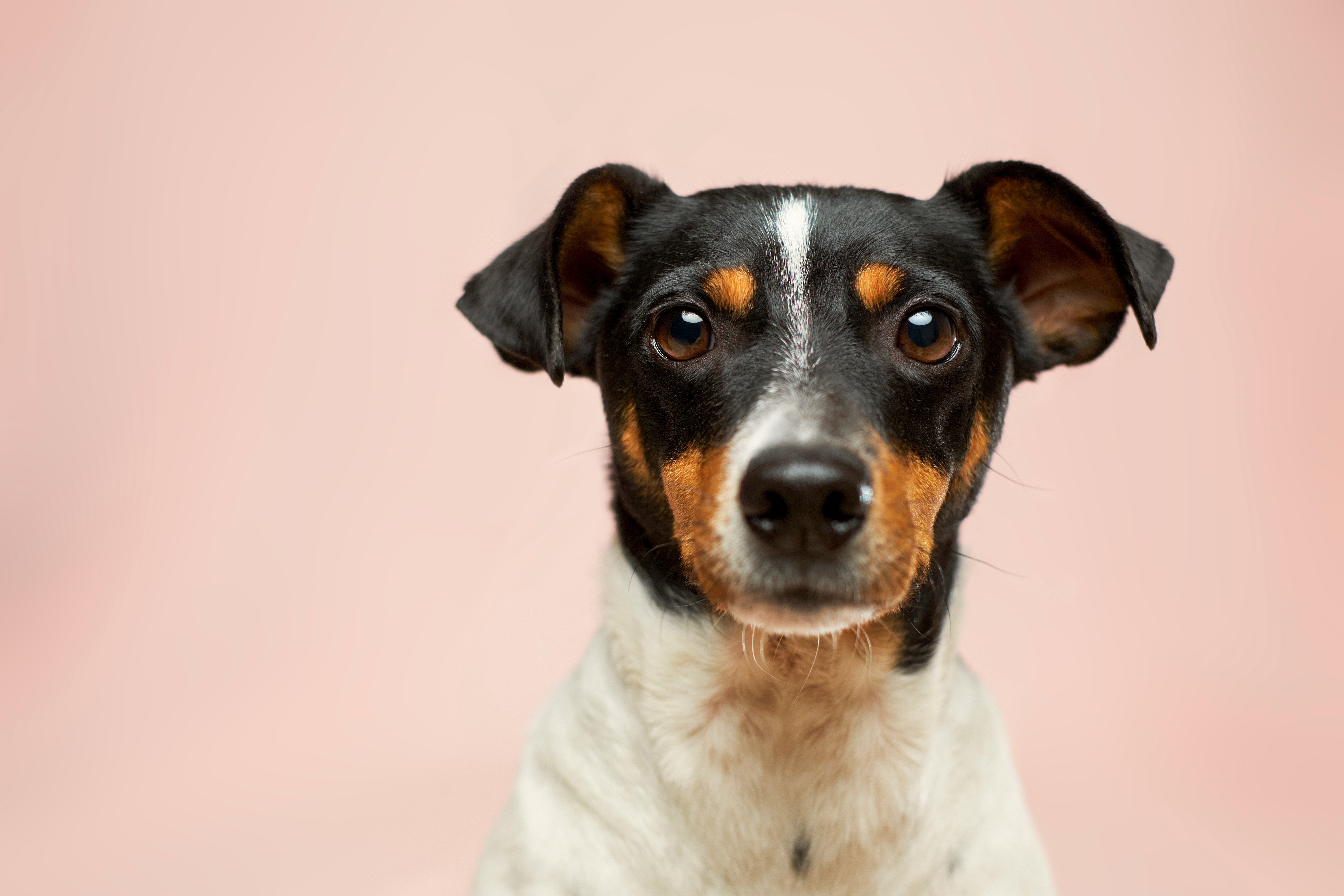 Cachorro da ra&ccedil;a Jack Russell Terrier, com pelagem branca, preta e marrom, olhando diretamente para frente com express&atilde;o atenta, em fundo rosa claro