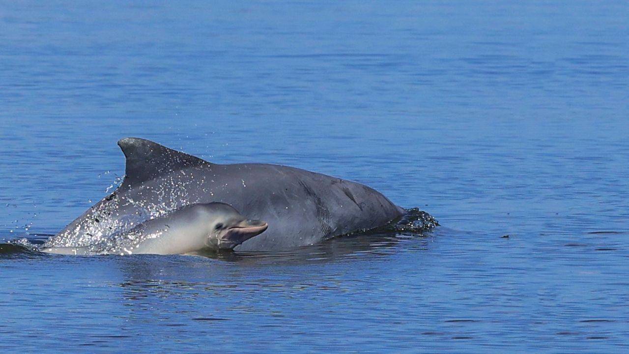 A Natureza Insiste: fauna marinha desafia a poluição na Baía de Guanabara