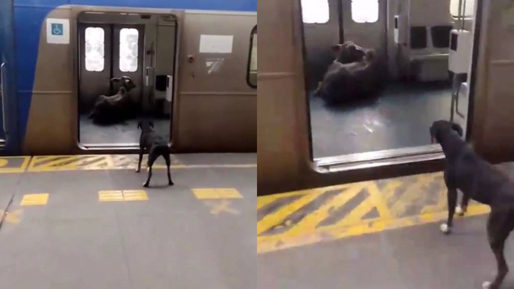 As reações dos passageiros ao bezerro que invadiu estação de trem no Rio