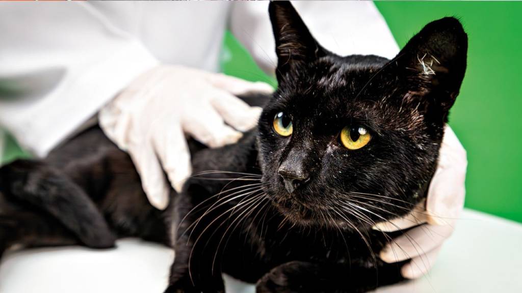 Muito além da vacina: pets cariocas ganham super centro de diagnóstico