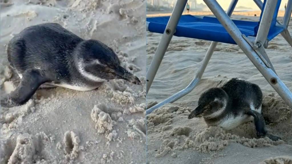 Pinguim chega à Praia de Ipanema e se abriga em cadeira de praia