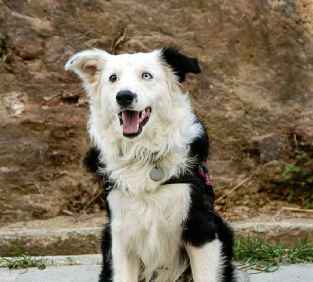 Cães heróis