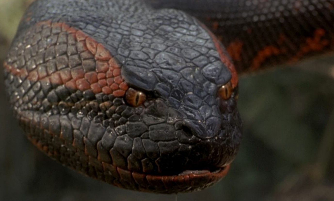 Halloween do Busch Gardens terá casas assombradas inspiradas em Anaconda