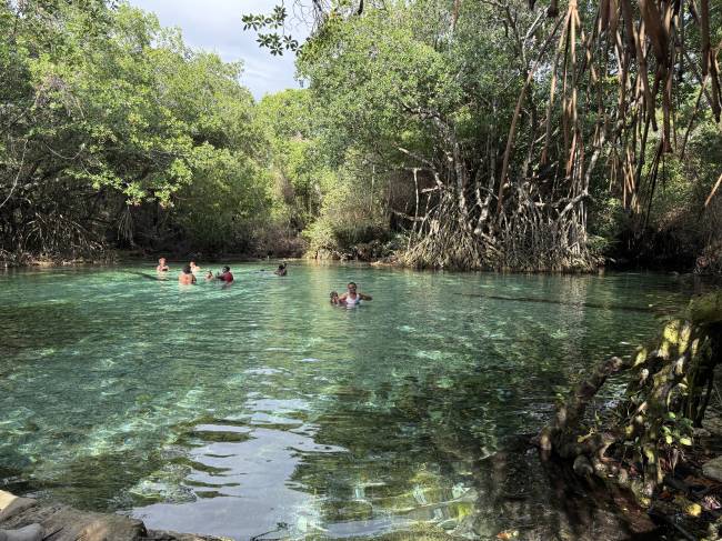 Pessoas nadando em um rio de &aacute;guas cristalinas e esverdeadas, cercado por densa vegeta&ccedil;&atilde;o tropical com &aacute;rvores de ra&iacute;zes expostas, sob c&eacute;u claro